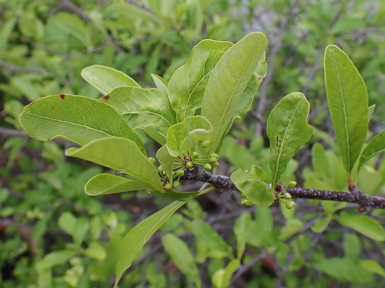 Gum bumelia (Sideroxylon lanuginosum)