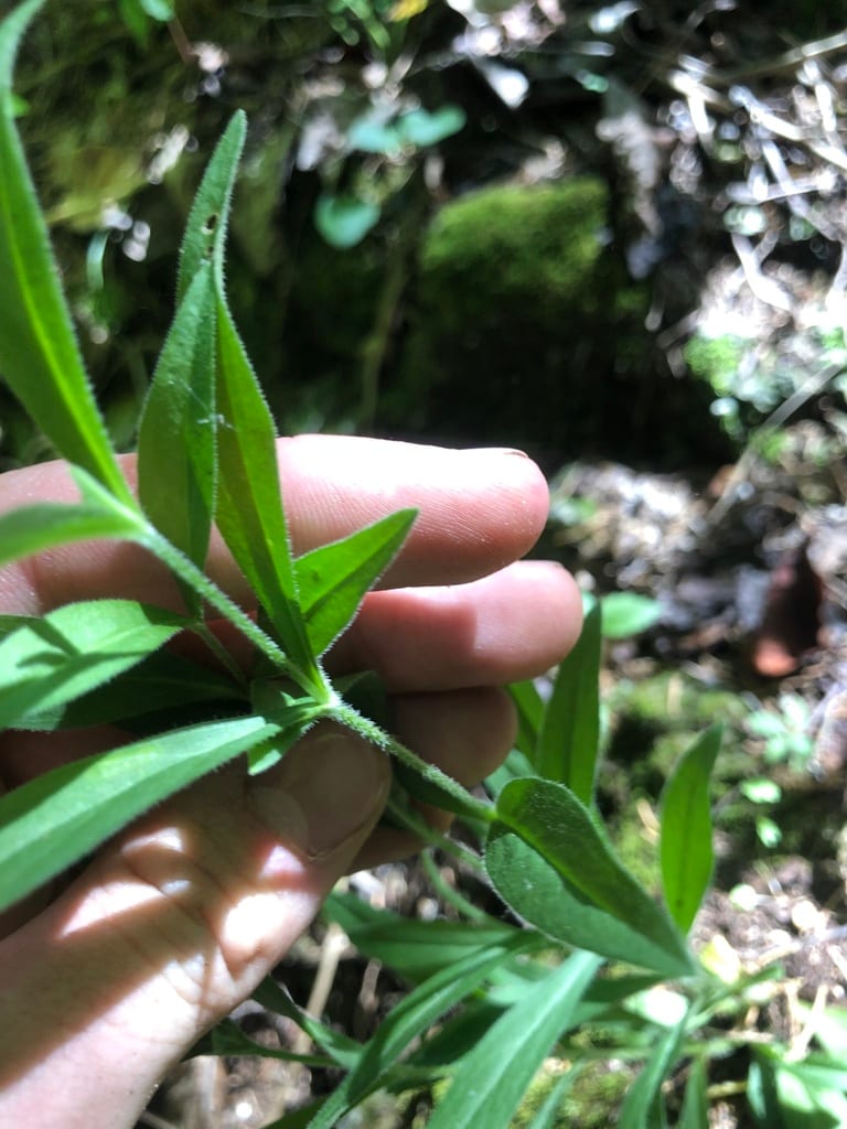 Wherry's catchfly (Silene caroliniana ssp. wherryi)