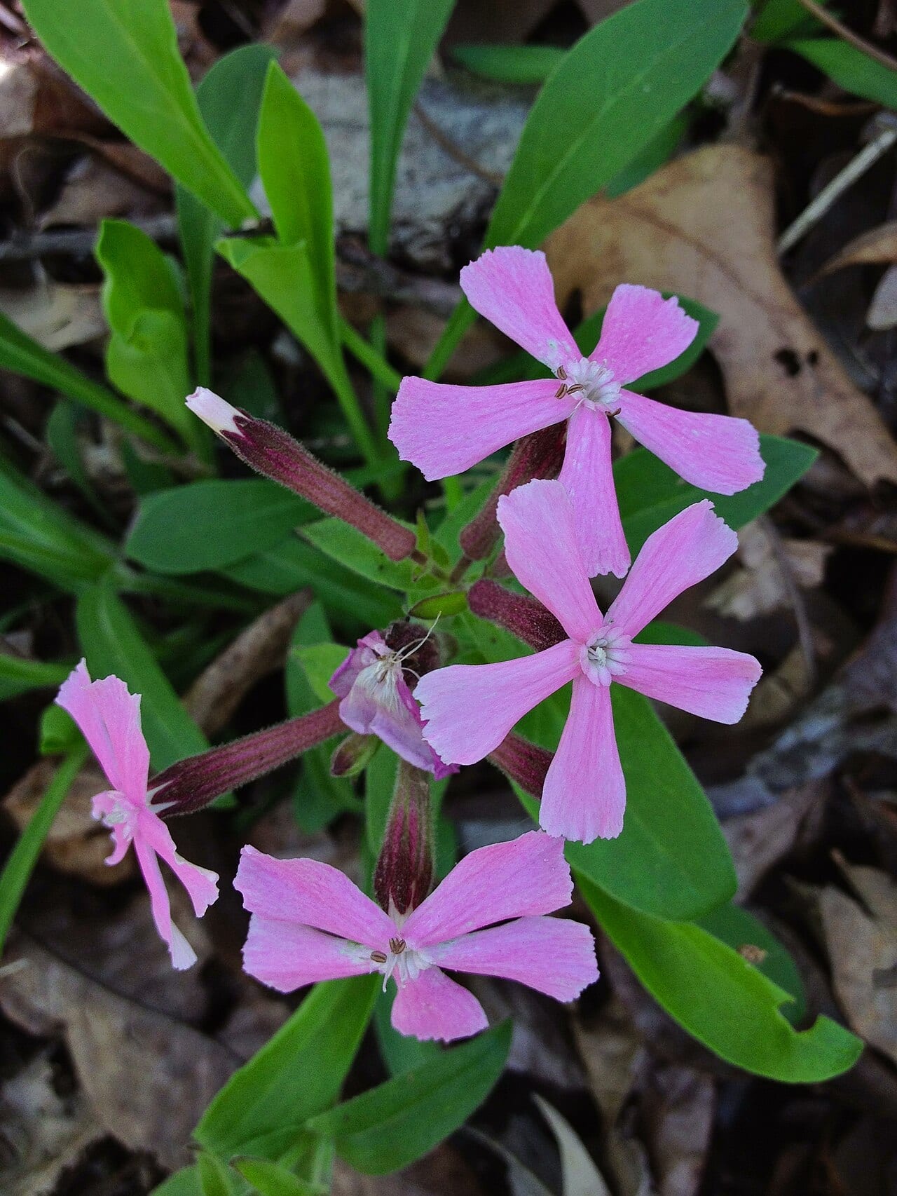 Sticky catchfly (Silene caroliniana)