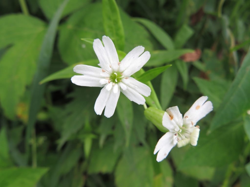 Evening campion (Silene nivea)