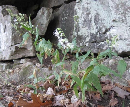 Blue ridge catchfly (Silene ovata)