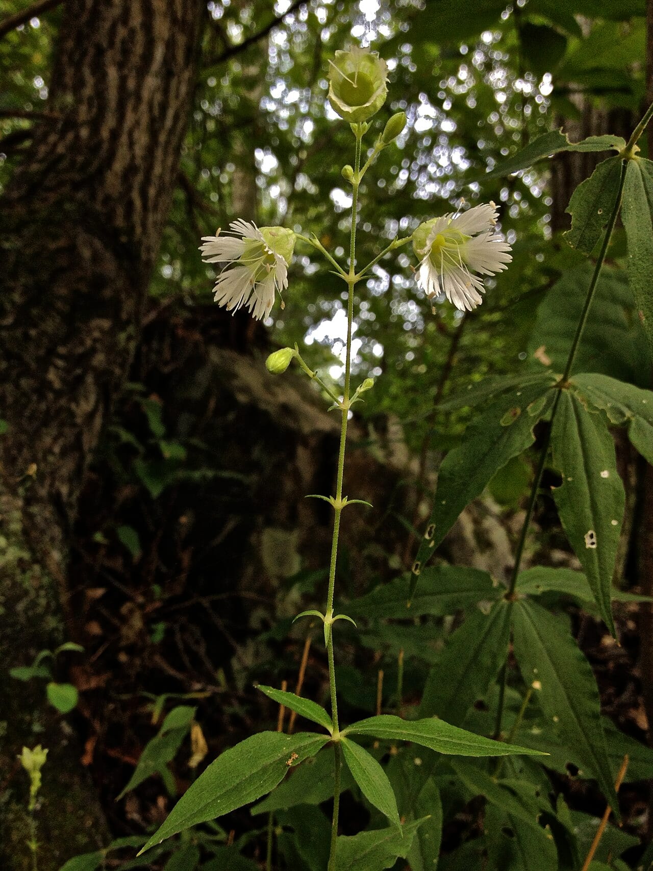 Widow's frill (Silene stellata)