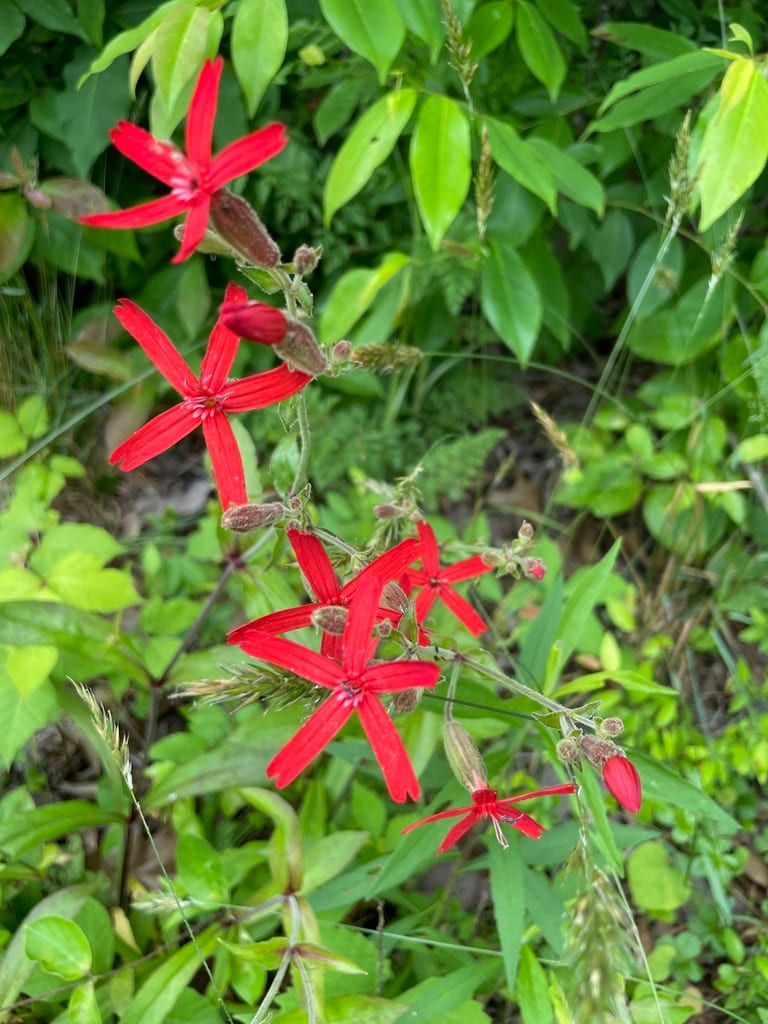 Fire pink (Silene virginica var. virginica)