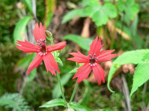 Fire pink (Silene virginica)