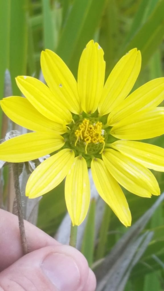 Starry rosinweed (Silphium asteriscus var. asteriscus)