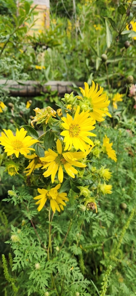 Wholeleaf rosinweed (Silphium integrifolium var. neglectum)