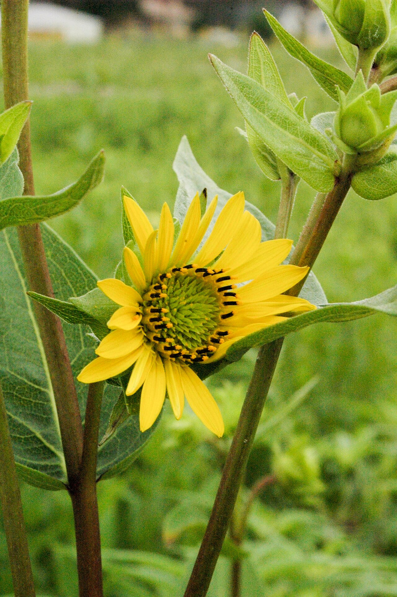 Wholeleaf rosinweed (Silphium integrifolium)
