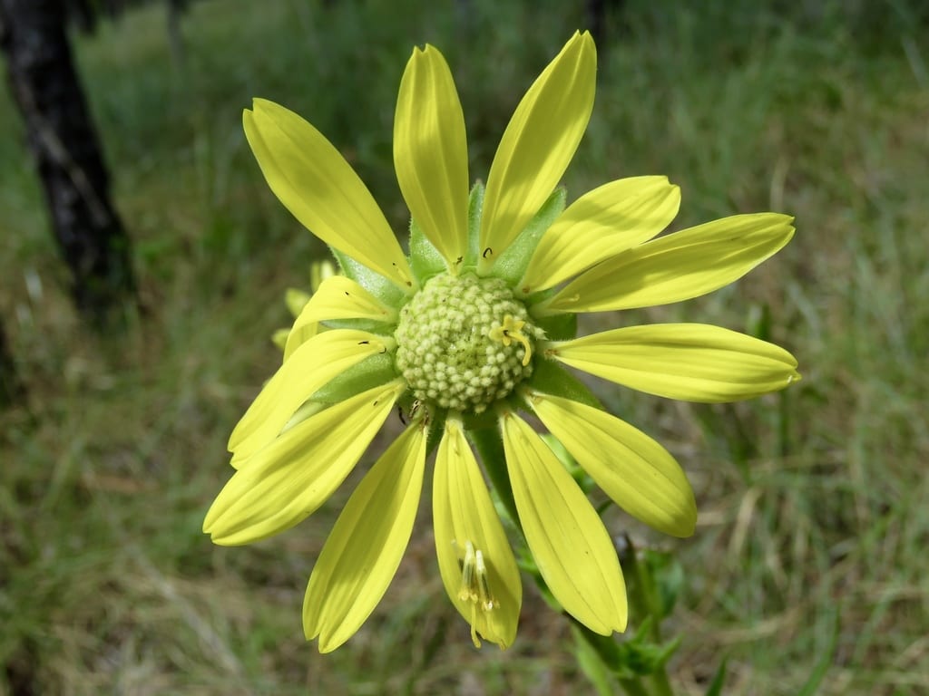Compass plant (Silphium laciniatum var. laciniatum)