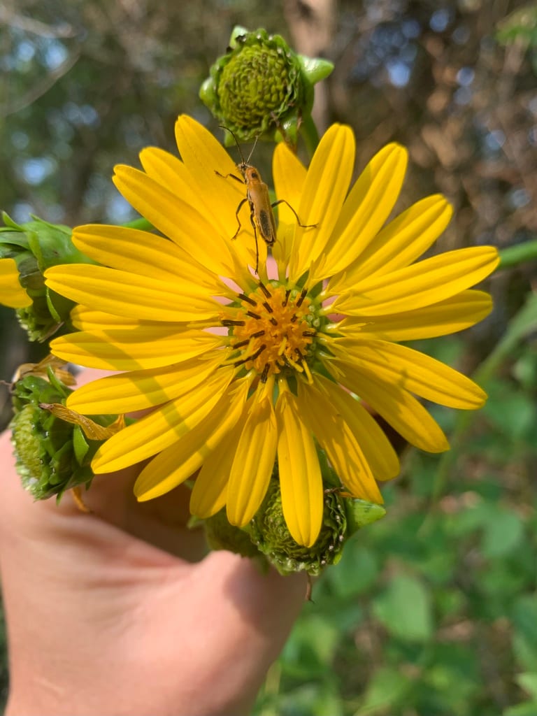 Cup plant (Silphium perfoliatum var. perfoliatum)