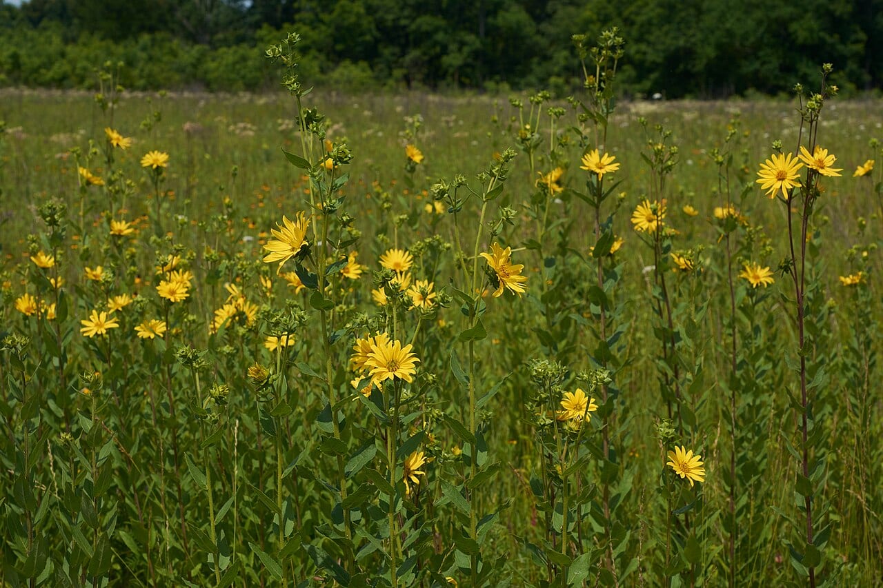 Roughstem rosinweed (Silphium radula)