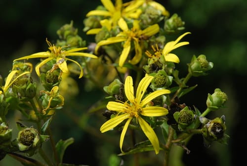Roughleaf rosinweed (Silphium scaberrimum)