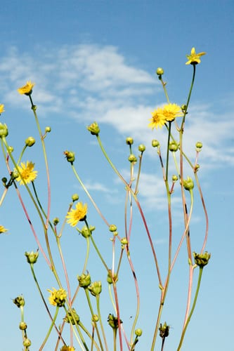 Prairie rosinweed (Silphium terebinthinaceum var. terebinthinaceum)