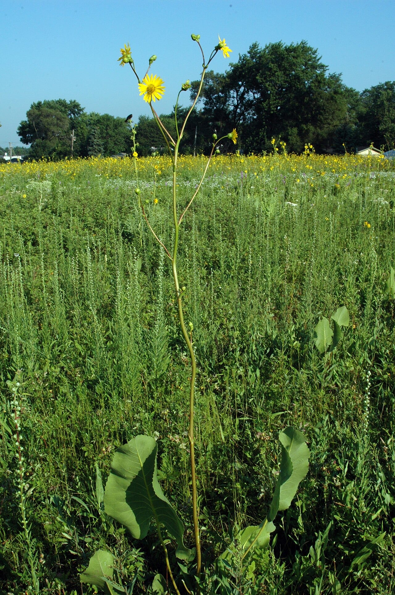 Prairie rosinweed (Silphium terebinthinaceum)