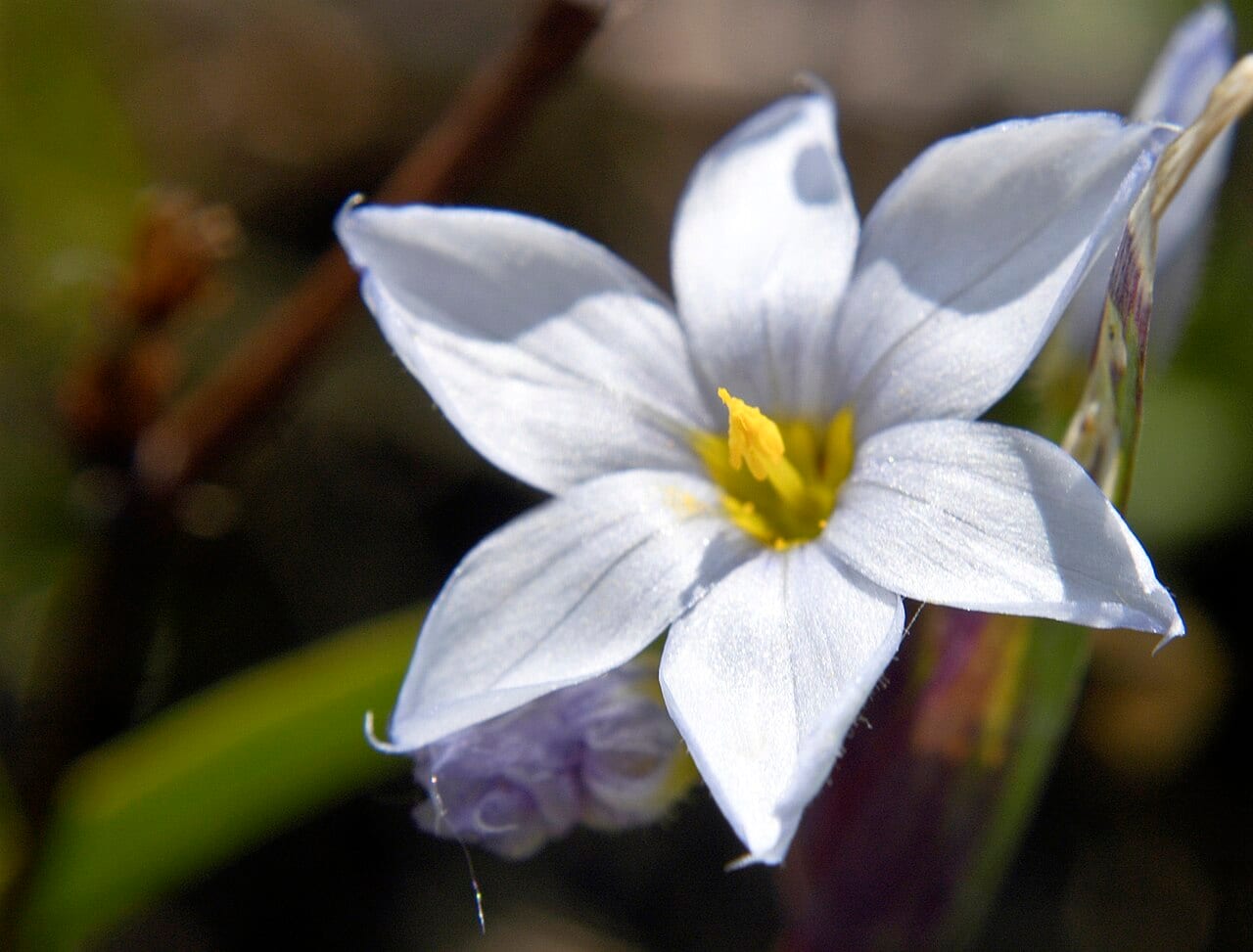 White blue-eyed grass (Sisyrinchium albidum)