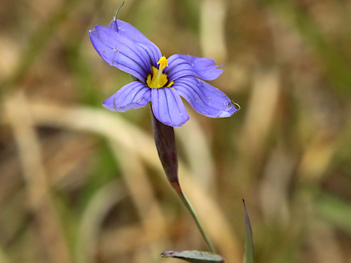 Eastern blue-eyed grass (Sisyrinchium atlanticum)