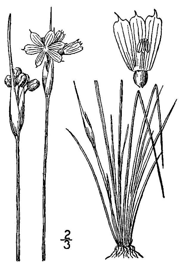 Prairie blue-eyed grass (Sisyrinchium campestre)