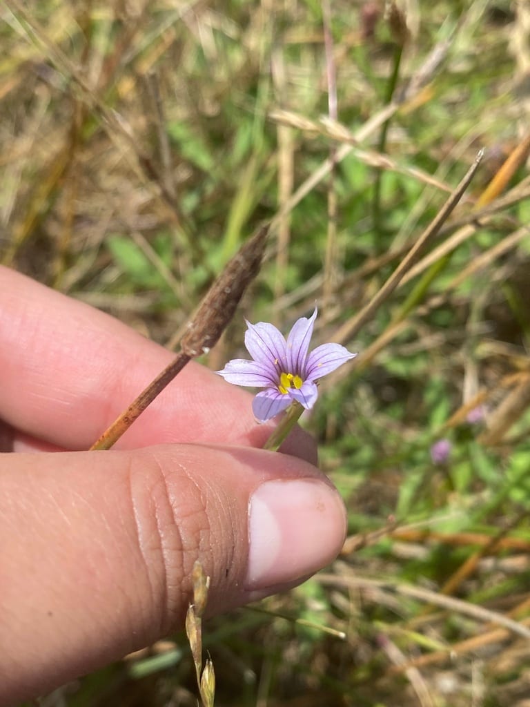 Swordleaf blue-eyed grass (Sisyrinchium chilense)