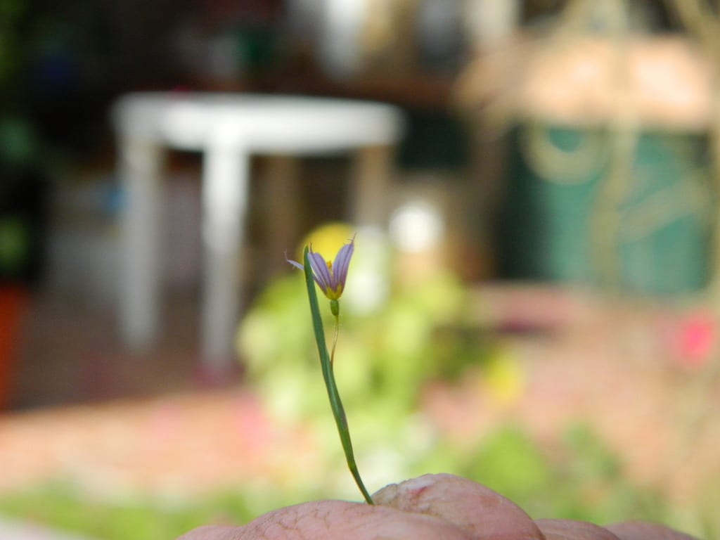 Dwarf blue-eyed-grass (Sisyrinchium minus)
