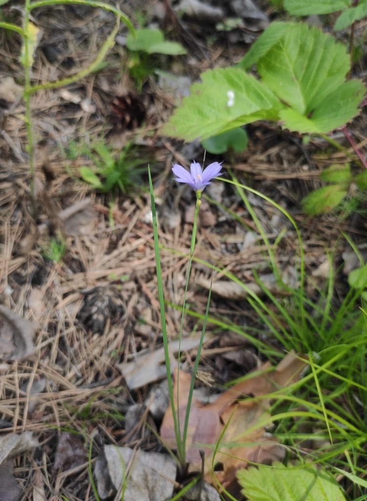 Strict blue-eyed grass (Sisyrinchium montanum var. montanum)