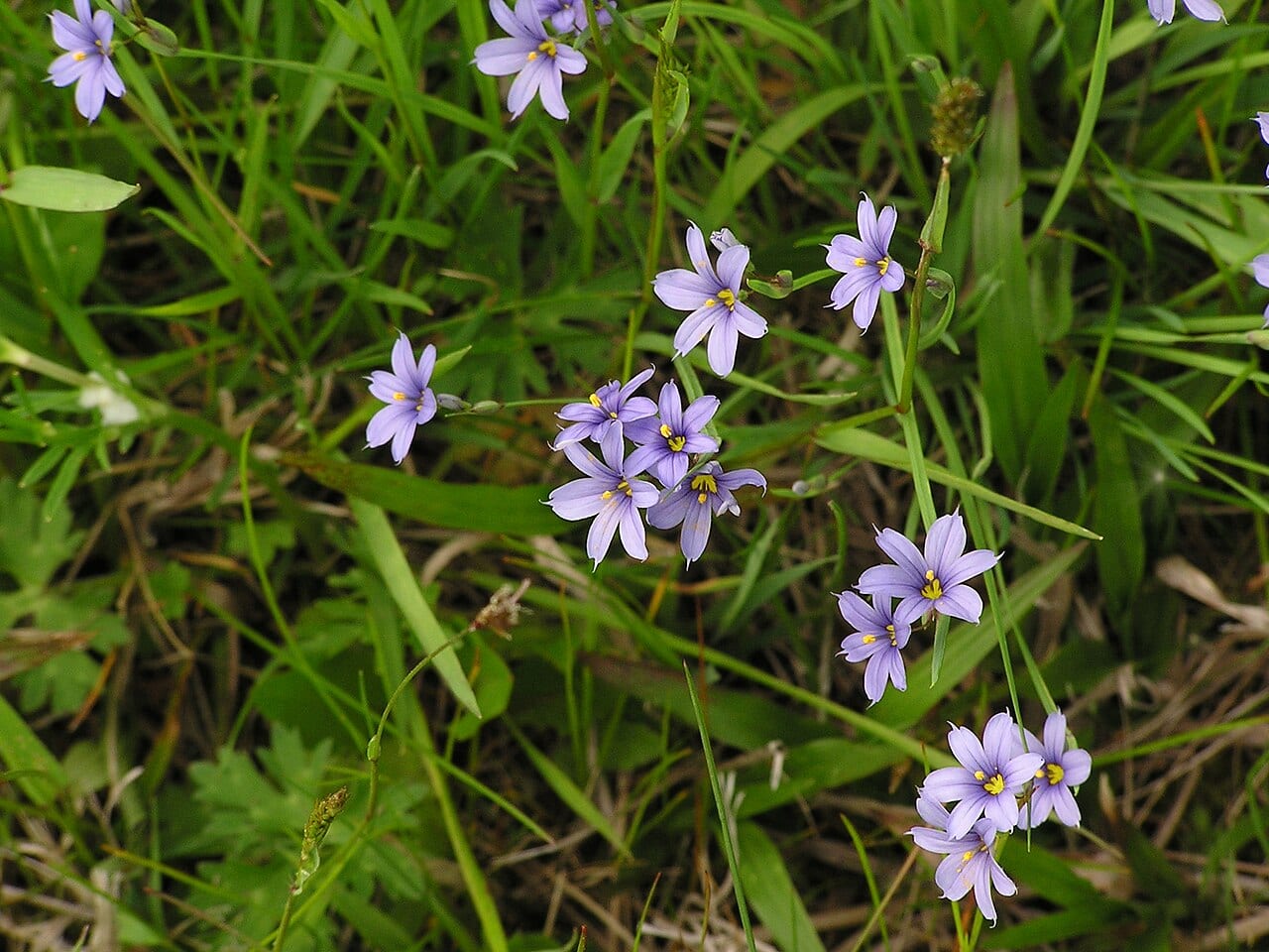 Strict blue-eyed grass (Sisyrinchium montanum)