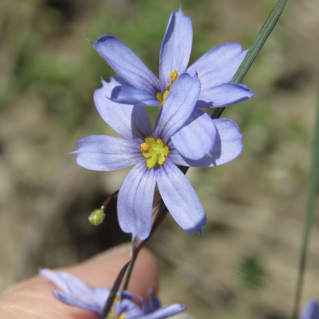 Spearbract blue-eyed grass (Sisyrinchium sagittiferum)