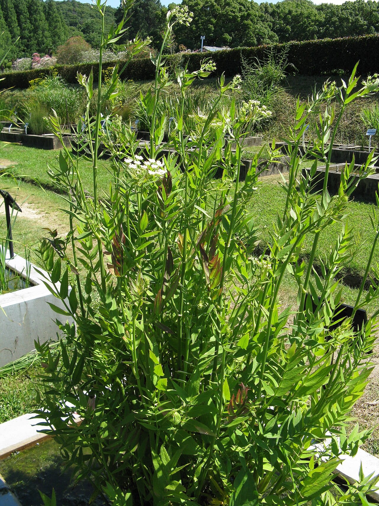 Hemlock waterparsnip (Sium suave)