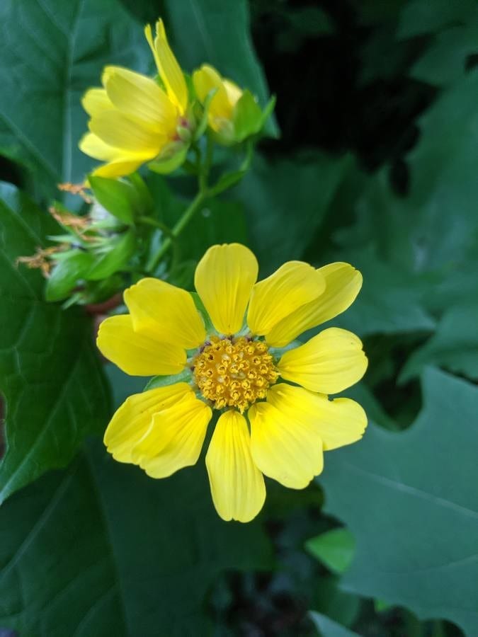 Hairy leafcup (Smallanthus uvedalius)