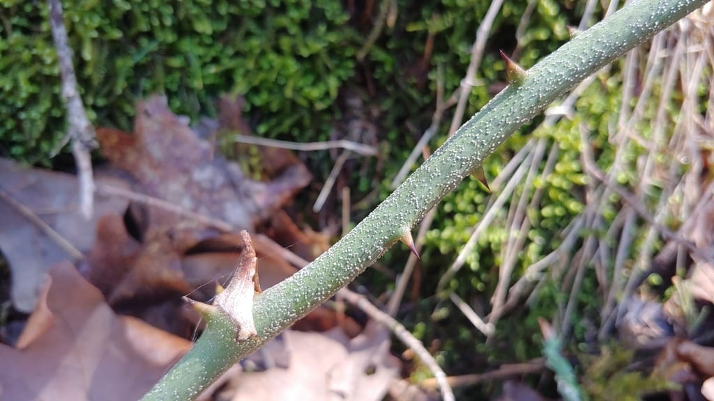 Saw greenbrier (Smilax bona)