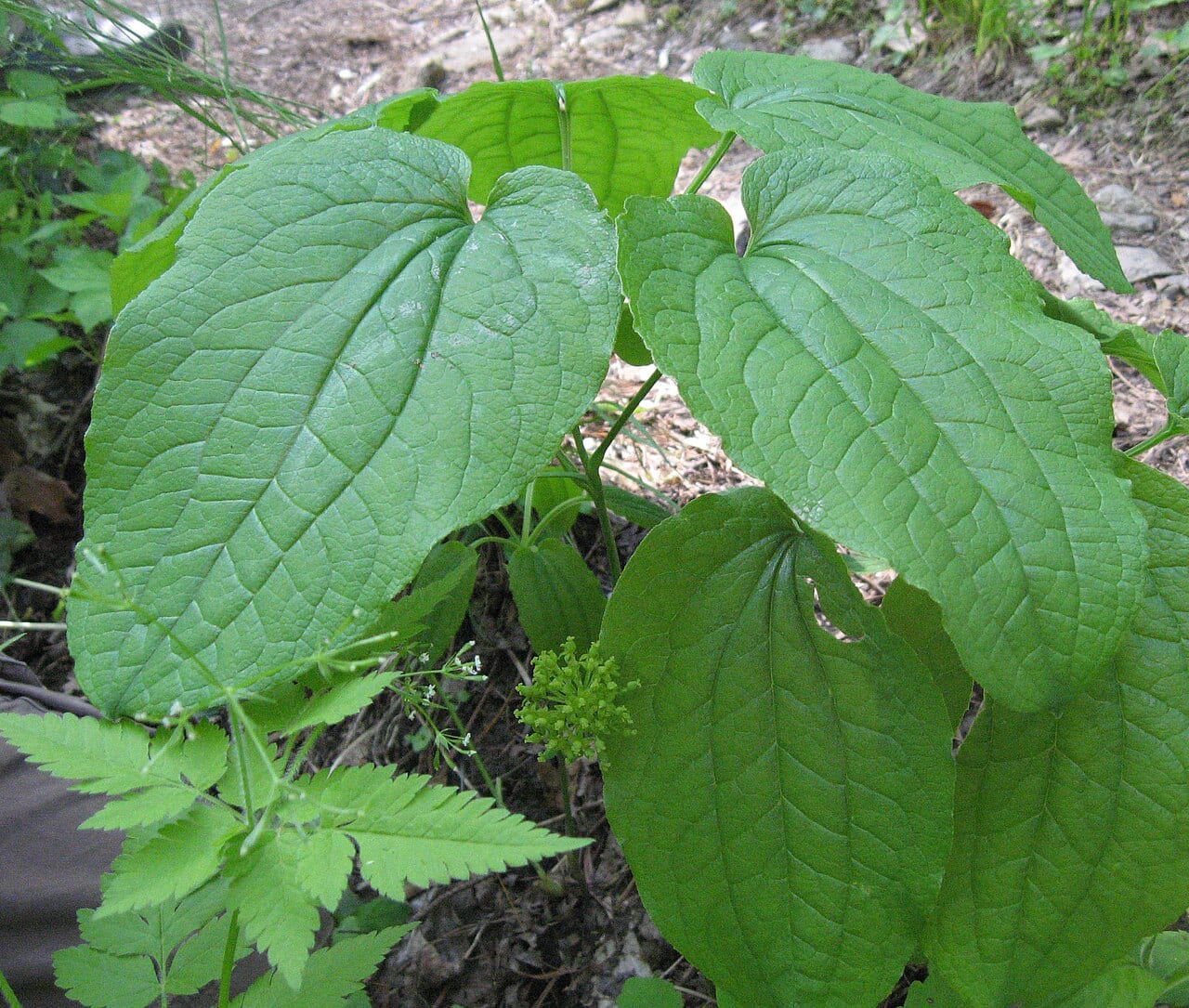 Upright carrionflower (Smilax ecirrhata)