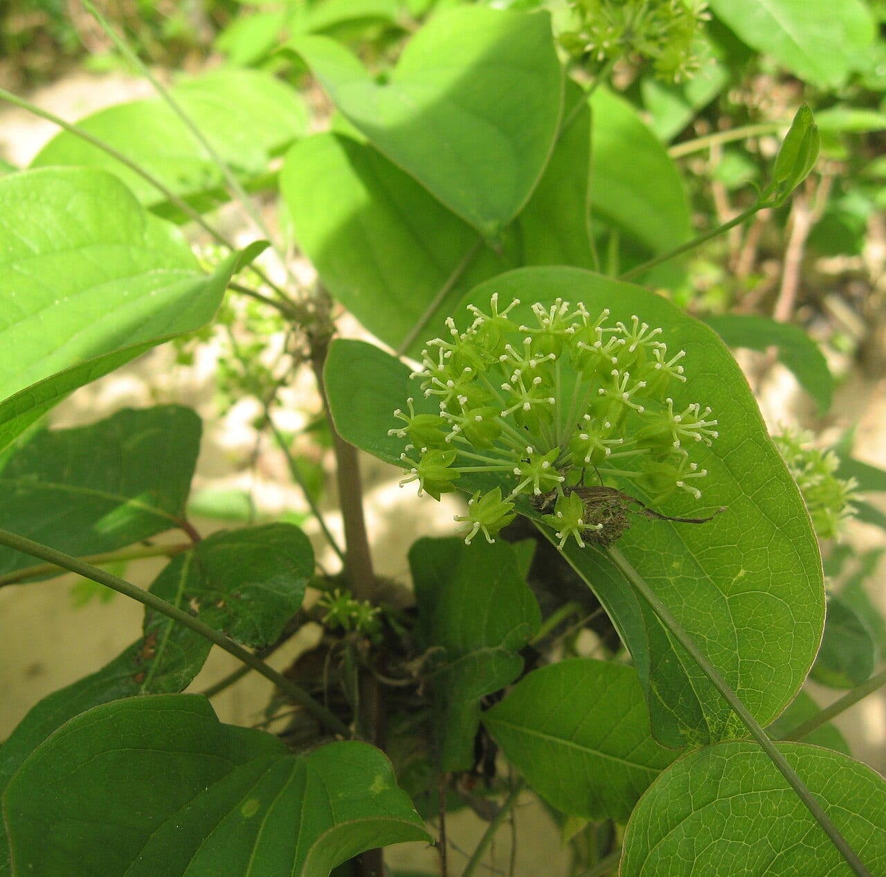 Smooth carrionflower (Smilax herbacea)
