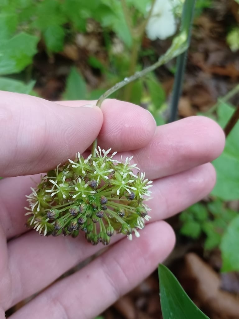 Illinois greenbriar (Smilax illinoensis)