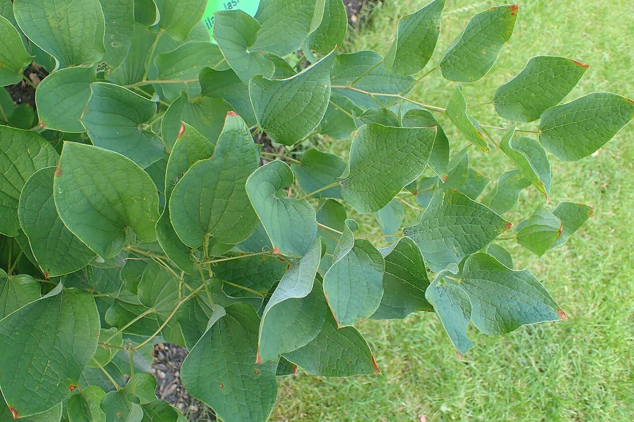 Blue ridge carrionflower (Smilax lasioneura)