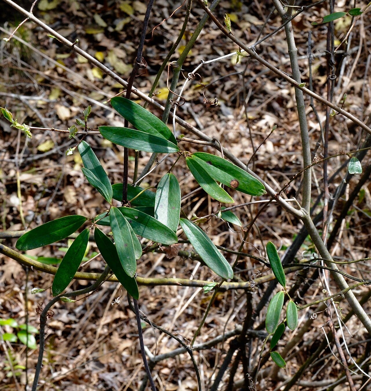 Laurel greenbriar (Smilax laurifolia)