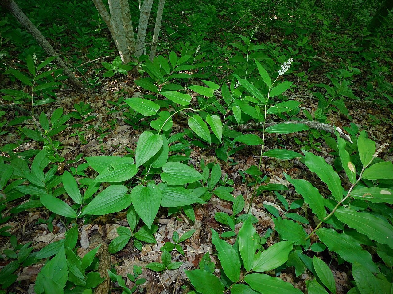 Downy carrionflower (Smilax pulverulenta)