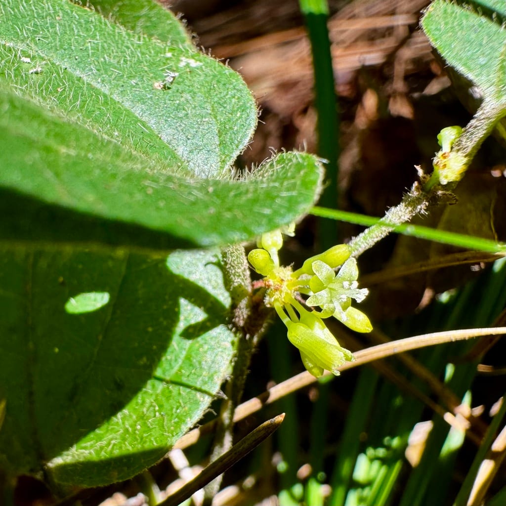 Sarsaparilla vine (Smilax pumila)