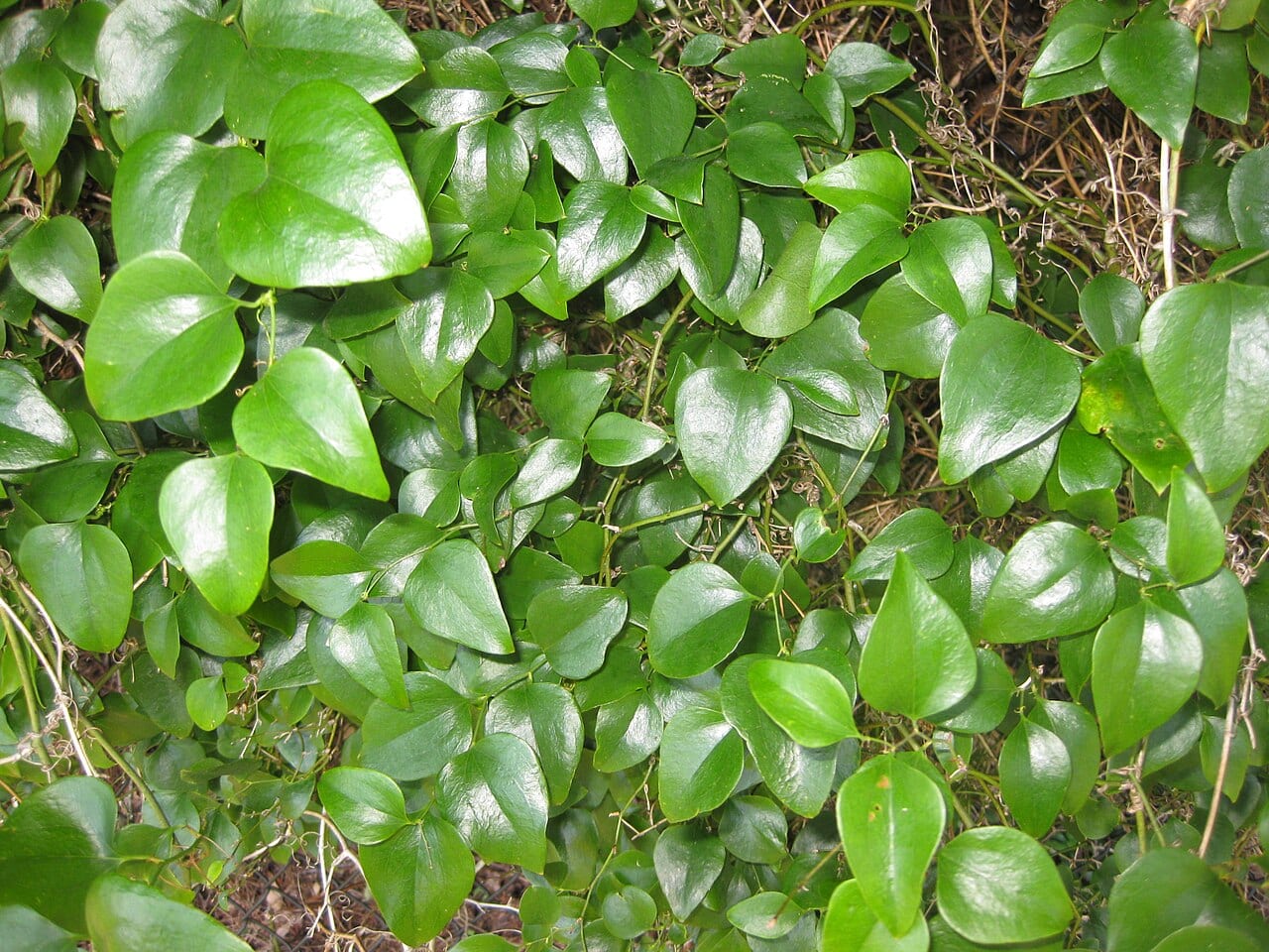 Roundleaf greenbriar (Smilax rotundifolia)