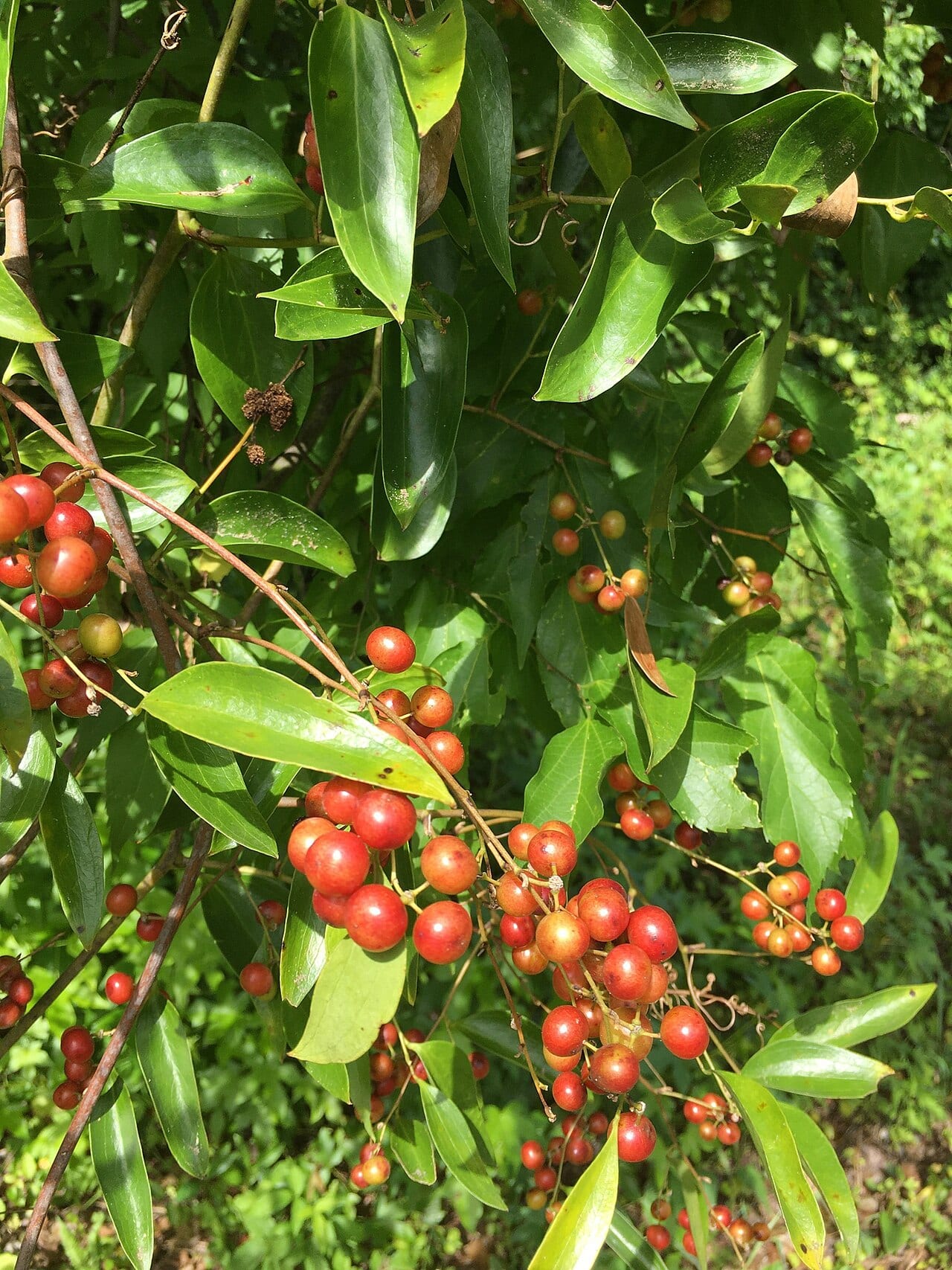 Lance-leaf greenbriar (Smilax smallii)