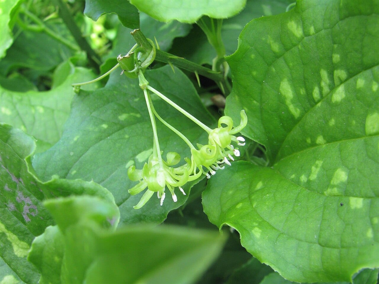 Bristly greenbriar (Smilax tamnoides)