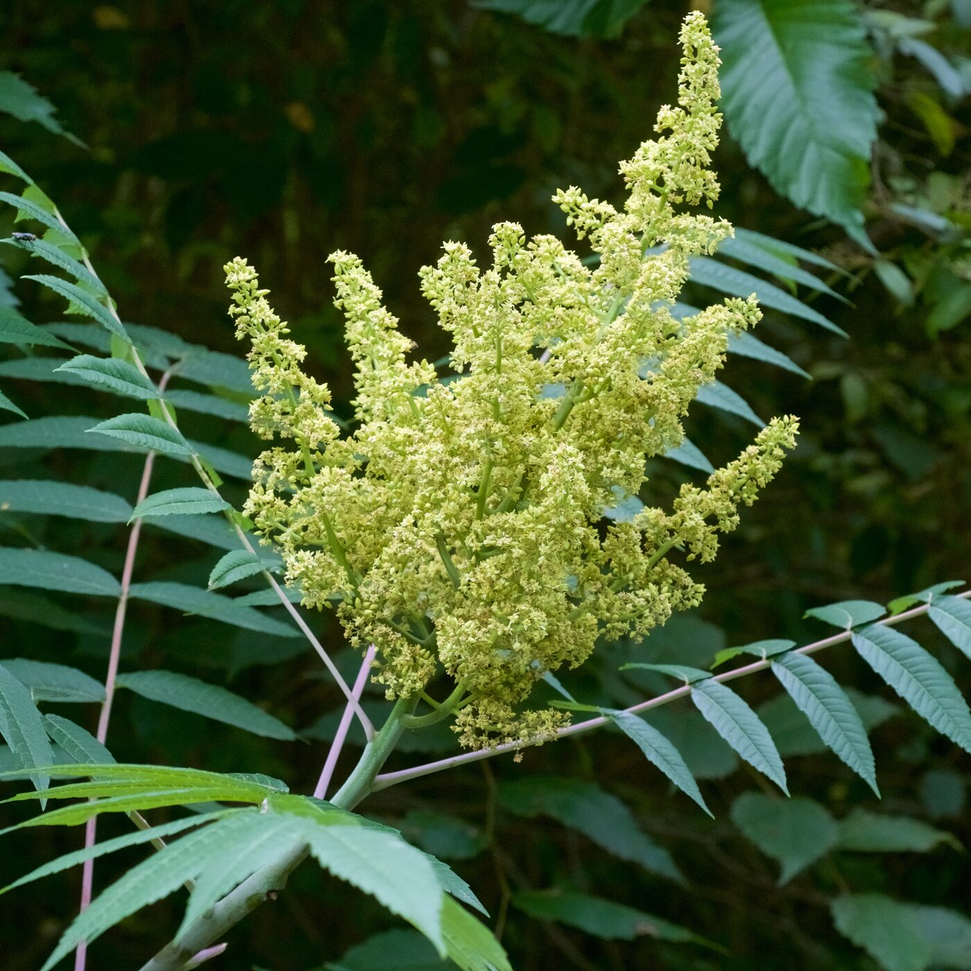 Smooth Sumac (Rhus glabra) &mdash; brilliant scarlet fall color and dense upright clusters of red fuzzy drupes