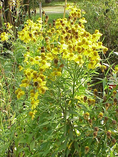 Sneezeweed (Helenium autumnale) with masses of golden-yellow flowers and raised globular disks