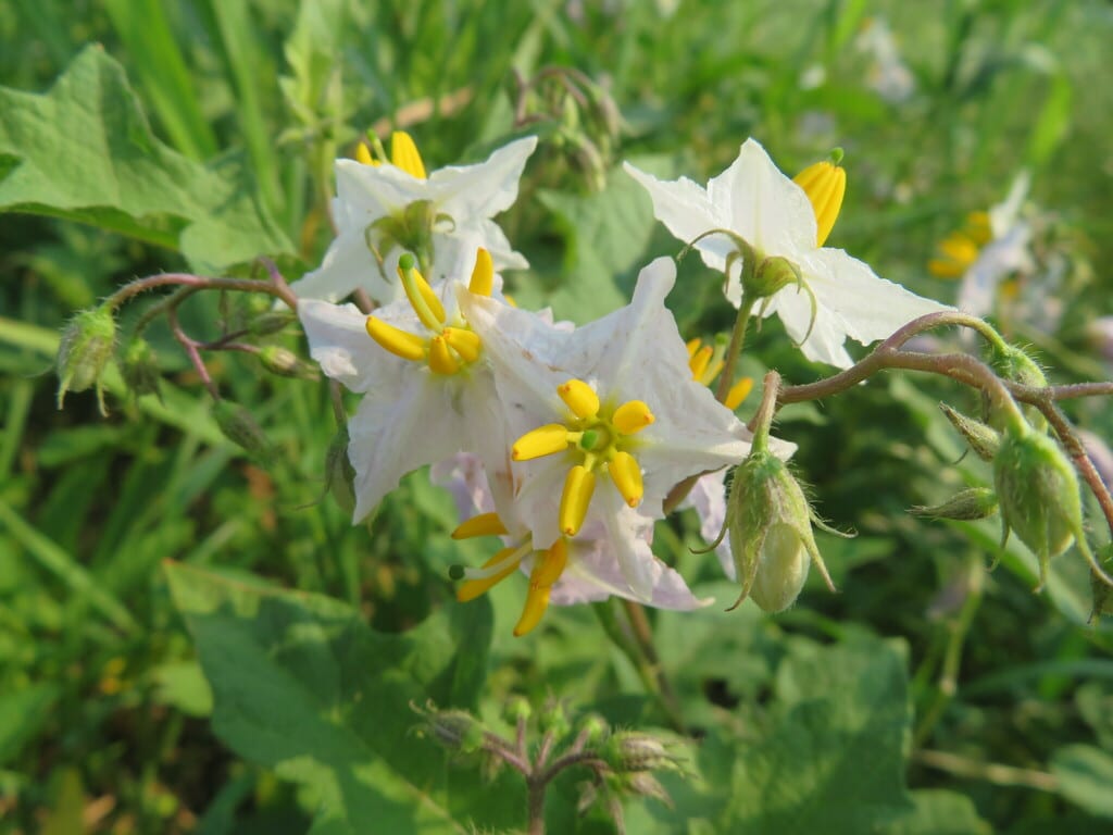 Carolina horse-nettle (Solanum carolinense var. carolinense)