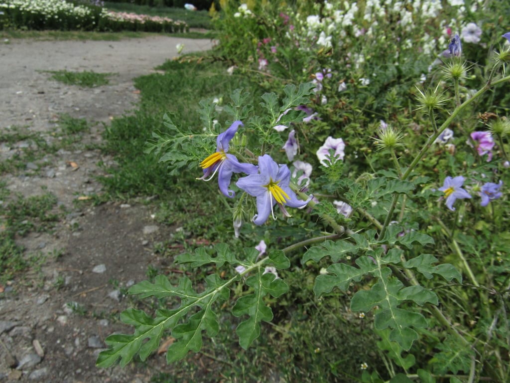 Watermelon nightshade (Solanum citrullifolium var. citrullifolium)
