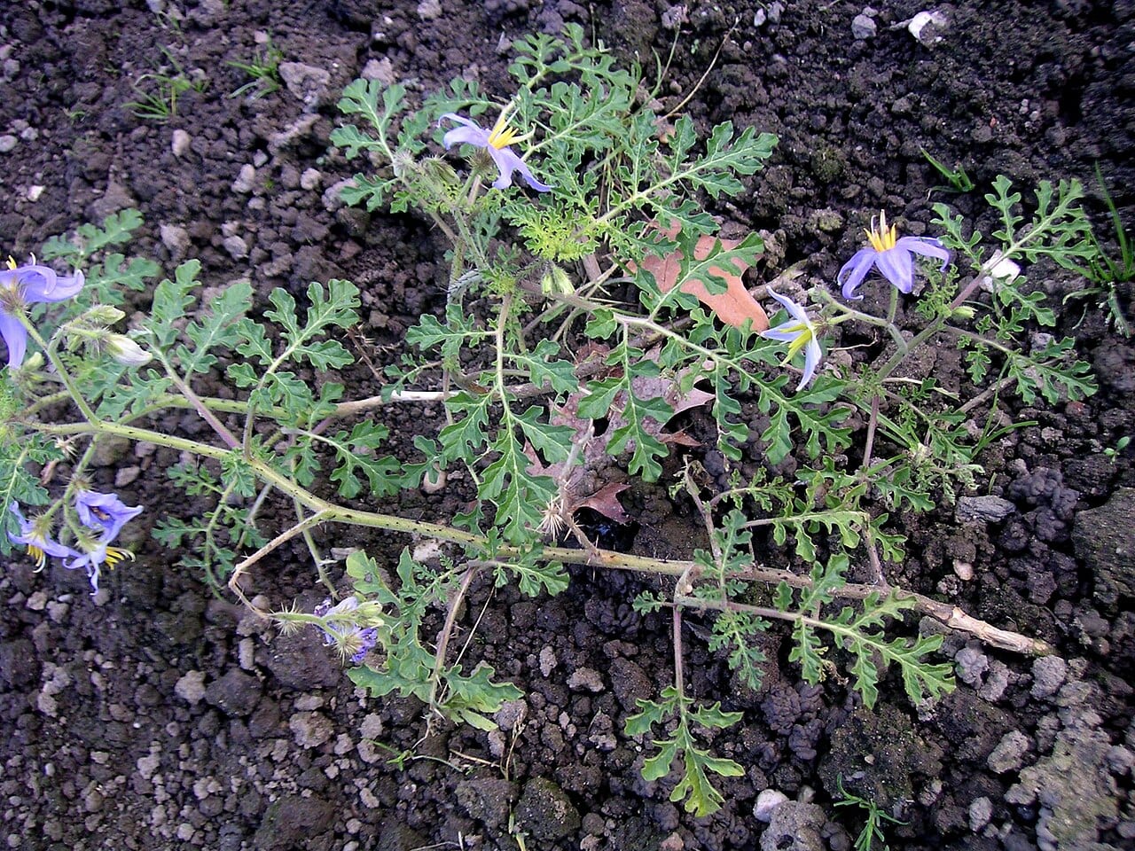 Watermelon nightshade (Solanum citrullifolium)