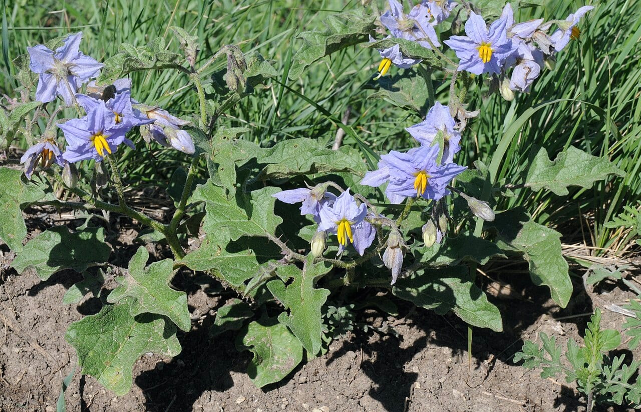 Western horsenettle (Solanum dimidiatum)
