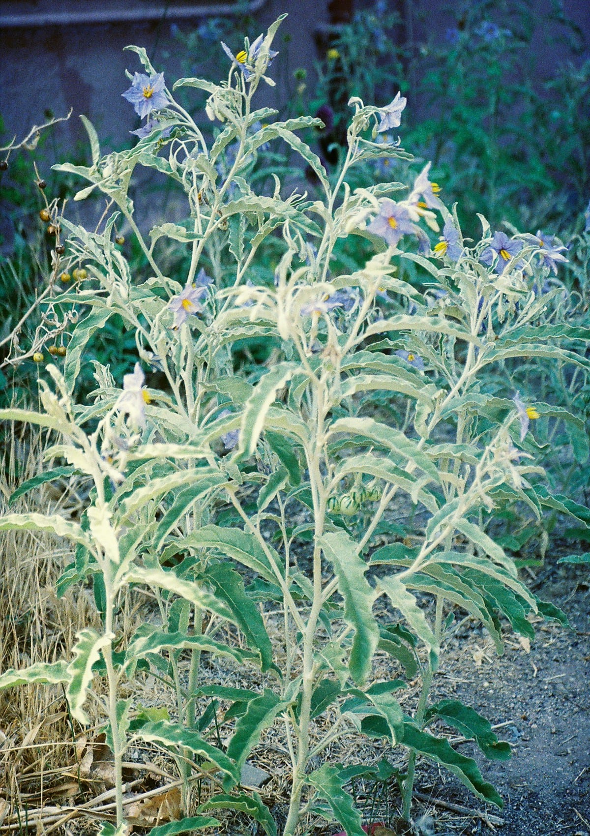 Silverleaf nightshade (Solanum elaeagnifolium)