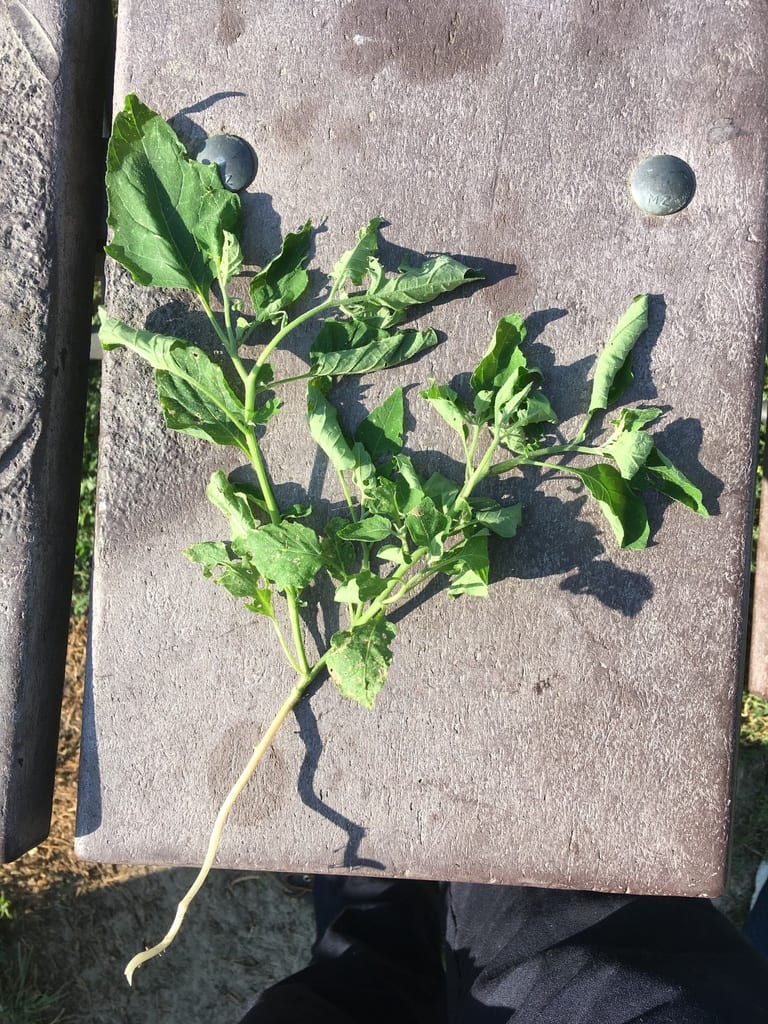 Deadly nightshade (Solanum interius)