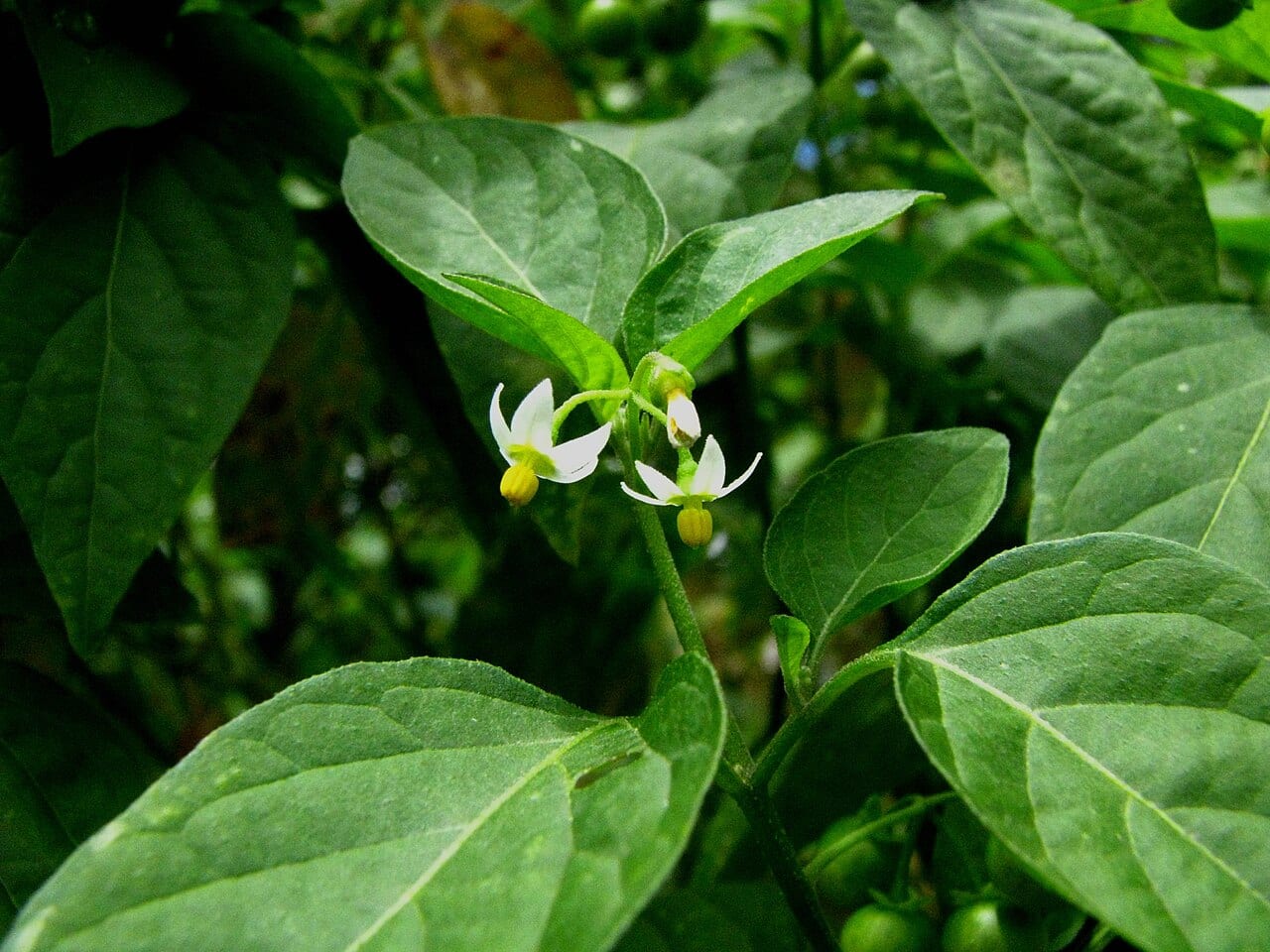 Eastern black nightshade (Solanum ptycanthum)