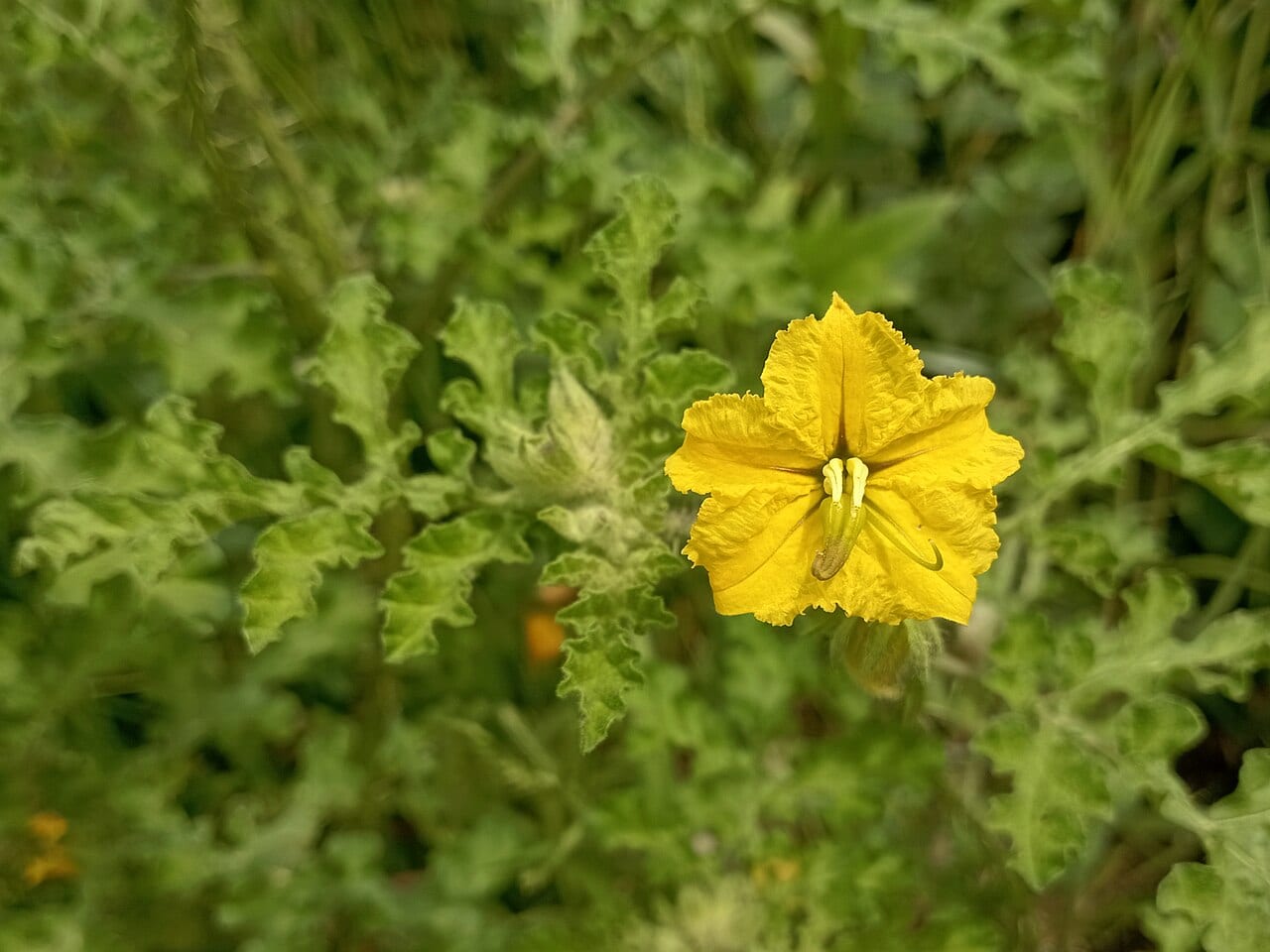 Buffalo bur (Solanum rostratum)