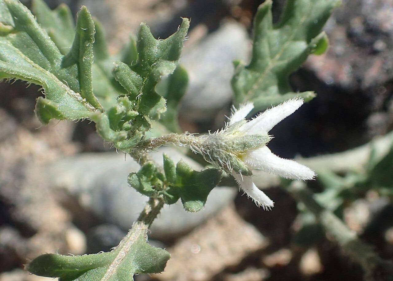 Cutleaf nightshade (Solanum triflorum)