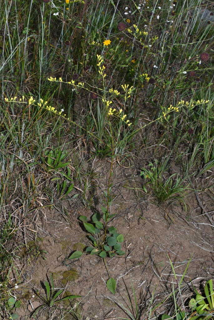 Atlantic goldenrod (Solidago arguta var. arguta)